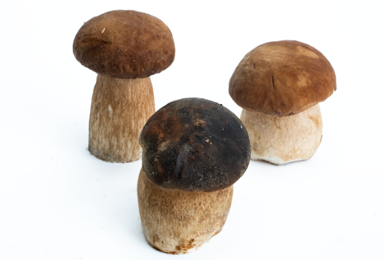 Erdei Vargánya I. osztály